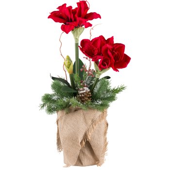 Amaryllis arrangement x2, 70cm with ice, red, in jute pot 15x25cm