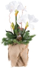 Amaryllis arrangement x2, 70cm with ice, white, in jute pot 15x25cm
