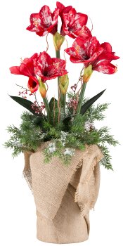 Amaryllisarrangement x3, 90cm mit Eis, rot, im Jutetopf 18x35cm