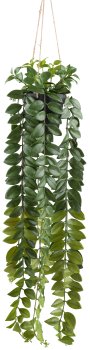 Columnea hanger x6 green, 85cm in plastic hanging pot 12.5x11cm