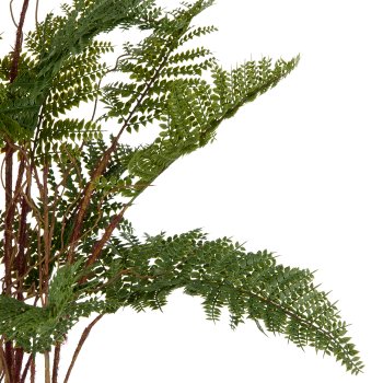 Bracken fern x17, 70cm, green, in plastic pot 11.5x10cm