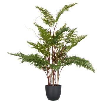 Bracken fern x17, 70cm, green, in plastic pot 11.5x10cm