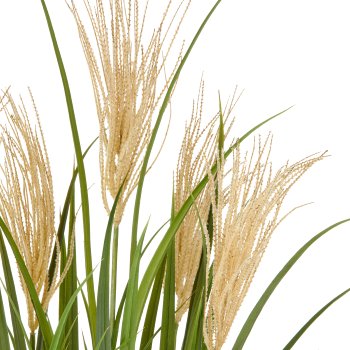 Reed grass x5, 125cm, green, in plastic pot 22x22cm cream