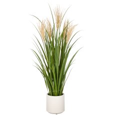 Schilfrohrgras x5, 125cm, grün, im Kunststofftopf 22x22cm creme