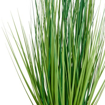 Miscanthus grass, approx. 90cm, green, in plastic pot 15x13cm, UV-resistant