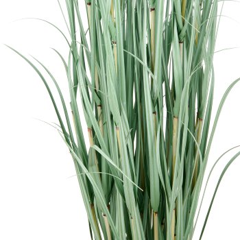 Cortaderia grass, approx. 175cm, green-grey, in plastic pot 22x18cm, UV-resistant