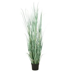 Cortaderia grass, approx. 175cm, green-grey, in plastic pot 22x18cm, UV-resistant