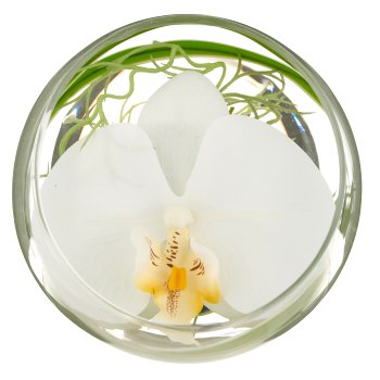 Phalaenopsisblüte, weiß, im Glas 11x12cm mit Resin
