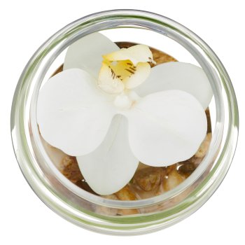 Phalaenopsis flower, white, in glass 7x8cm with resin