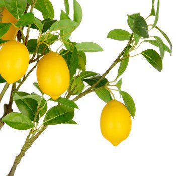 Lemon tree x7, 115cm, green, in plastic pot 16x15cm