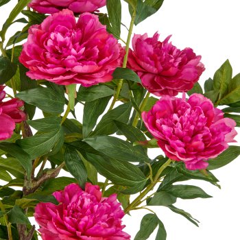 Peonien Hochstamm x9, 120cm, fuchsia, im Kunststofftopf 17,5x17,5cm creme