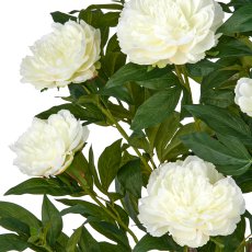 Peonien Hochstamm x9, 120cm, creme, im Kunststofftopf 17,5x17,5cm creme