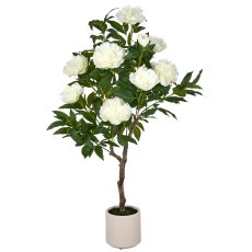 Peonies tall stem x9, 120cm, cream, in plastic pot 17.5x17.5cm cream