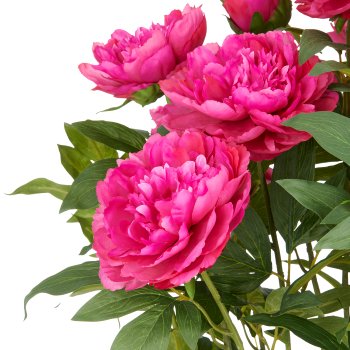 Peonien Arrangement x12, 80cm, fuchsia, im Kunststofftopf 24x26cm creme