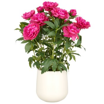 Peonien Arrangement x12, 80cm, fuchsia, im Kunststofftopf 24x26cm creme
