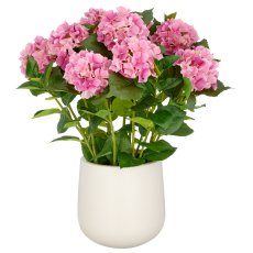 Hortensien Arrangement x9, 70cm, pink, im Kunststofftopf 24x26cm creme