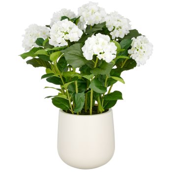 Hortensien Arrangement x9, 70cm, weiß, im Kunststofftopf 24x26cm creme