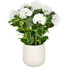 Hortensien Arrangement x9, 70cm, weiß, im Kunststofftopf 24x26cm creme