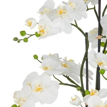 Phalaenopsis x6, 110cm, weiß, auf Erdballen Ø25cm, Real Touch