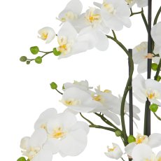 Phalaenopsis x6, 110cm, weiß, auf Erdballen Ø25cm, Real Touch