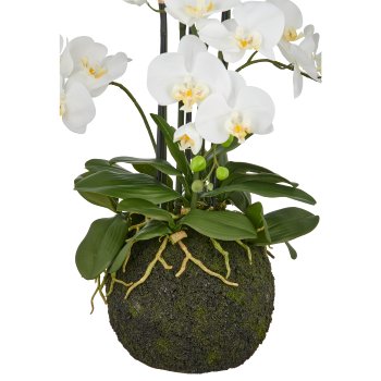 Phalaenopsis x6, 110cm, weiß, auf Erdballen Ø25cm, Real Touch
