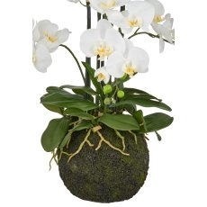 Phalaenopsis x6, 110cm, weiß, auf Erdballen Ø25cm, Real Touch