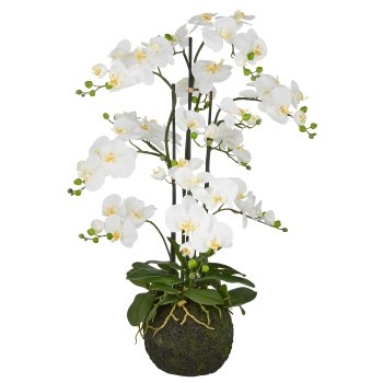Phalaenopsis x6, 110cm, weiß, auf Erdballen Ø25cm, Real Touch