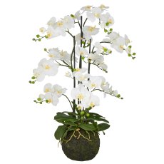 Phalaenopsis x6, 110cm, weiß, auf Erdballen Ø25cm, Real Touch