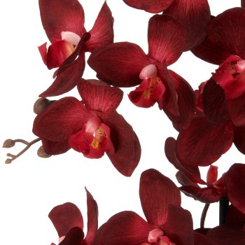 Phalaenopsis x3, 70cm, dark red, in plastic pot 16x15cm