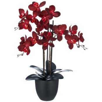Phalaenopsis x3, 70cm, dark red, in plastic pot 16x15cm