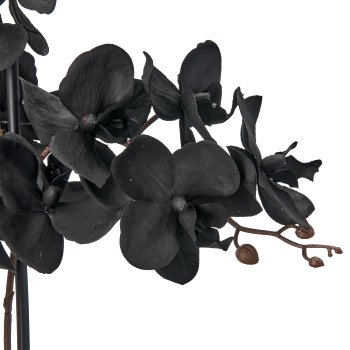 Phalaenopsis x3, 70cm, schwarz, im Kunststofftopf 16x15cm, Real Touch