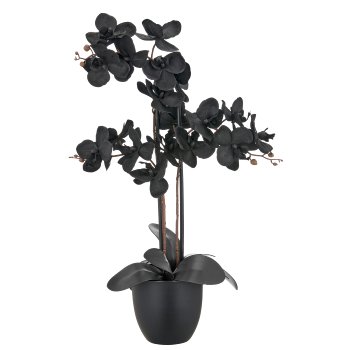 Phalaenopsis x3, 70cm, schwarz, im Kunststofftopf 16x15cm, Real Touch