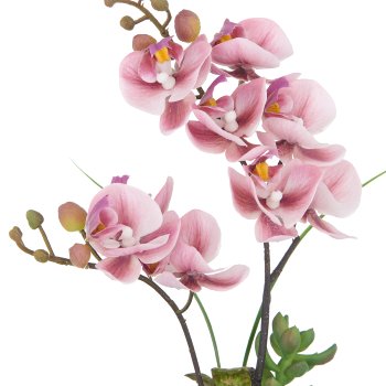 Phalaenopsis x2, 30cm, dunkelrosa, im weißen Keramiktopf 8x7cm, Real Touch