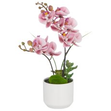 Phalaenopsis x2, 30cm, dark pink, in white ceramic pot 8x7cm, Real Touch