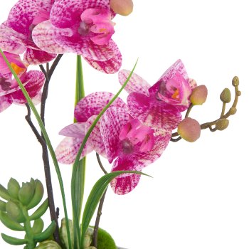 Phalaenopsis x2, 30cm, pink-cream, in white ceramic pot 8x7cm, Real Touch