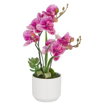 Phalaenopsis x2, 30cm, pink-cream, in white ceramic pot 8x7cm, Real Touch