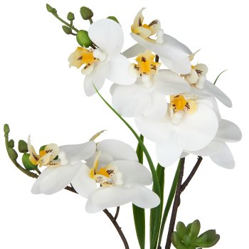 Phalaenopsis x2, 30cm, white, in white ceramic pot 8x7cm, Real Touch