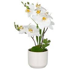 Phalaenopsis x2, 30cm, weiß, im weißen Keramiktopf 8x7cm, Real Touch