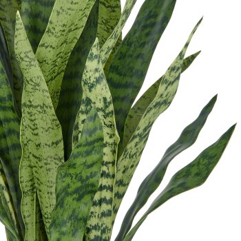 Sansevieria zeylanica, 90cm, in plastic pot anthracite 21.5x22cm with soil