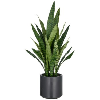 Sansevieria zeylanica, 90cm, in plastic pot anthracite 21.5x22cm with soil