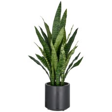 Sansevieria zeylanica, 90cm, im Kunststofftopf anthrazit 21,5x22cm mit Erde