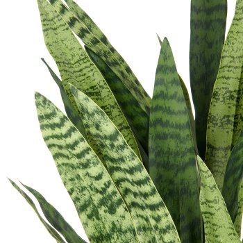 Sansevieria zeylanica, 105cm, in plastic pot anthracite 26.5x27cm with soil