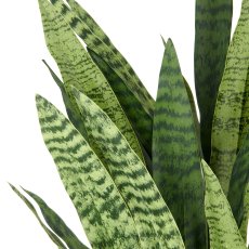 Sansevieria zeylanica, 105cm, in plastic pot anthracite 26.5x27cm with soil