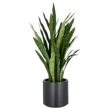 Sansevieria zeylanica, 105cm, in plastic pot anthracite 26.5x27cm with soil