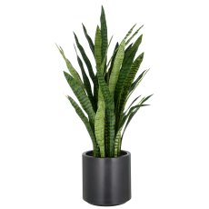 Sansevieria zeylanica, 105cm, in plastic pot anthracite 26.5x27cm with soil