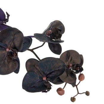 Phalaenopsis x6, 100cm, black, Real Touch, in plastic pot 22x19.5cm with soil