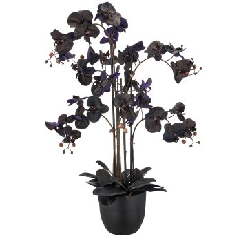 Phalaenopsis x6, 100cm, black, Real Touch, in plastic pot 22x19.5cm with soil