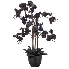 Phalaenopsis x6, 100cm, black, Real Touch, in plastic pot 22x19.5cm with soil