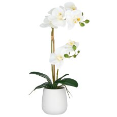 Phalaenopsis x2, 50cm, weiß, im weißen Keramiktopf 9x11cm, Real Touch