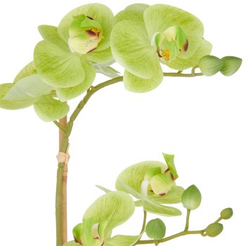 Phalaenopsis x2, 50cm, green, in white ceramic pot 9x11cm, Real Touch